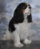 Unser Hund Joschi