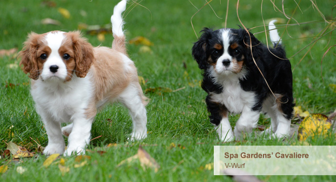 Home - Spa Gardens - Cavalier King Charles Spaniels (FCI - VDH - ICC)